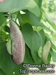 Image result for Aristolochia littoralis