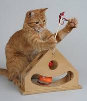 Cara mengobati kucing demam tentu saja anda mulai dengan mengecek suhunya. Simptom Dan Cara Merawat Kucing Demam