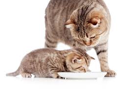 What is a pet emergency. Eastside Veterinary Emergency Specialists 24hr Vet