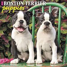 They would be a perfect part of your family. Buy Just Boston Terrier Puppies 2020 Wall Calendar Dog Breed Calendar Calendar Wall Calendar July 19 2019 Online In Sri Lanka 1549205501