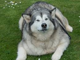 The people's name derives from inupiaq malimiut. Alaskan Malamute Tale Of Pasties Pies Plump Pooch Georgie Porgie Put On Strict Diet To Help Shed 34 Kg The Economic Times