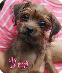 Jersey shore animal center in brick, nj has pets available for adoption. New Jersey Nj Yorkie Yorkshire Terrier Mix Meet Brick Nj Bea A Puppy For Adoption Http Www Adoptap Yorkie Yorkshire Terrier Yorkshire Terrier Yorkie