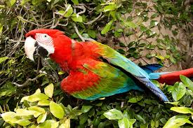 Scarlet Macaw's