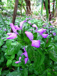 Image result for Dicliptera zambeziensis