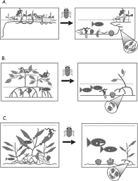 Ecosystem Engineering An Overview Sciencedirect Topics