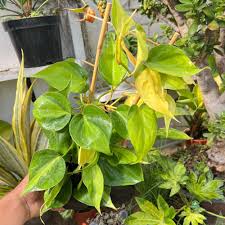 Image result for Filodendron Philodendron