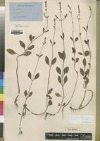 Image result for Aeollanthus suaveolens