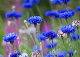 Edible Flower Cornflower Seeds For Sale Buy Bulk Bachelor Button Flower Seeds At Eden Brothers Bachelor Button Flowers Wildflower Seeds Flower Seeds