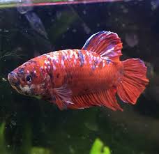 Cupang hias fungsinya sebagai ikan hias yang dapat. Ikan Cupang Giant Terbesar Dan Terpanjang Di Dunia Cupang Sehat