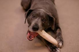 If it is not removed, it can lead to serious illnesses. How To Clean Your Dog S Teeth Pethelpful