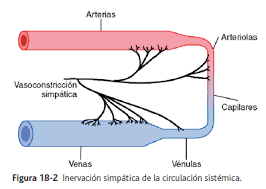 Resultado de imagen para tono vasomotor