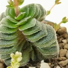 Image result for Triumfetta setulosa