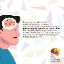 Las neuronas tienen la capacidad de comunicarse con precisión, rapidez y a  larga distancia con otras células, ya sean nerviosas, musculares o  glandulares. A través de las neuronas se transmiten señales eléctricas