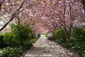 Ein wenig arbeit muss man allerdings hineinstecken, damit dieser schön und gepflegt bleibt. Japanische Kirschblute Im Botanischen Garten In Rostock Foto Bild Jahreszeiten Natur Landschaft Bilder Auf Fotocommunity