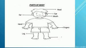 More parts of the body interactive worksheets. Indrani Dav4 Bokaro Ev S Class Ukg Parts Of Body Part 2 Worksheet Youtube