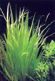Image result for Blyxa aubertii