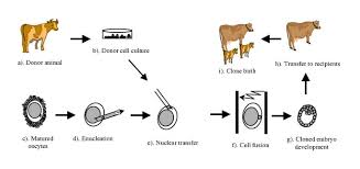 Animal cell culture media biology discussion. Cloning Animals By Somatic Cell Nuclear Transfer Biological Factors Reproductive Biology And Endocrinology Full Text