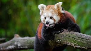 Join now to share and explore tons of collections of awesome wallpapers. Wallpaper Red Panda Playful Tongue 3840x2160 Uhd 4k Picture Image