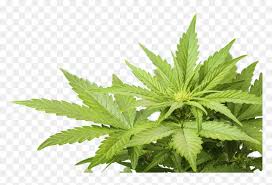 1503425987cannabis Weed Marijuana Leaf Png Cannabis Png Transparent Png Vhv Over 200 angles available for each 3d object, rotate and download. 1503425987cannabis weed marijuana leaf
