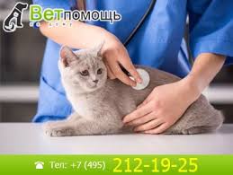 что будет если через капельницу в вену попадет воздух Postanovka Kapelnicy Koshke V Domashnih Usloviyah Moskva I Podmoskove