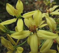 Image result for Tristellateia africana