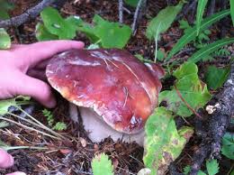 Image result for Boletus atkinsonii