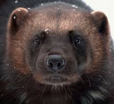 Wolverine Wow This Is A Rare Scarce Animal We Must To Preserve This Species Wonderful Being Wolverine Animal Majestic Animals Animal Photo