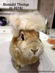 Check spelling or type a new query. Rabbit Ramblings Funny Bunny Monday Meme Day