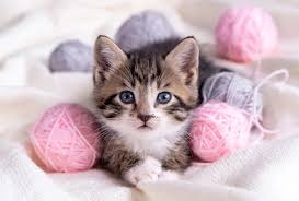 Image result for kittens