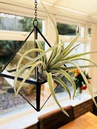 This is a popular choice for. Artificial Air Plant Faux Decorative Leaf Grass Pick Decorative Indoor Garden Ebay