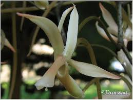 Image result for Aerangis collum-cygni