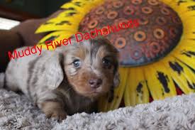 Miniature dachshund puppies for sale in houston texas. Muddy River Dachshunds Near San Antonio And Houston Texas Puppies Dachshund Puppy Miniature Dachshund Puppies Dachshund Puppies For Sale