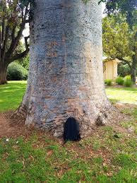 Image result for Agathis