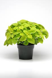 Check spelling or type a new query. Coleus Premium Sun Lime Delight Muller Seeds
