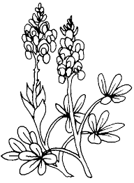 Tpwd Kids Make A Popcorn Bluebonnet Blue Bonnets Flower Coloring Pages Coloring Pages