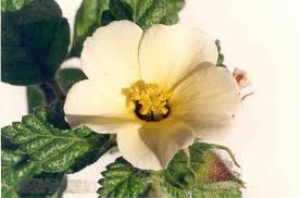 Image result for Turneraceae