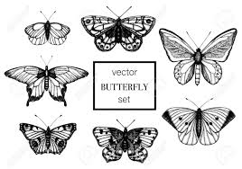 Realistic butterflies and butterfly silhouettes bundle svg instant download digital cut file diy. Vector Set Of Hand Drawn Black And White Butterflies Engraving Retro Illustration Realistic Insects Isolated On White Background Detailed Graphic Drawing In Vintage Style Royalty Free Cliparts Vectors And Stock Illustration Image