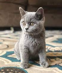 British Shorthair Kitten British Shorthair Cats Modern Cat British Shorthair Kitten