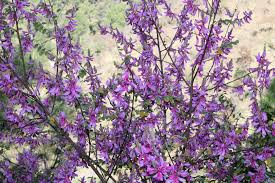 Image result for Indigofera roseo-caerulea