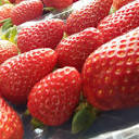 Royal berry strawberry farm & cafe