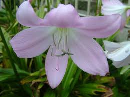 Image result for Crinum moorei