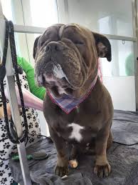 If your pup has been frolicking with his/her doggie pals at happy tails, you may notice a strong 'fragrance of dog' especially if you. Happy Tails Dog Grooming Dog Friendly Groomer
