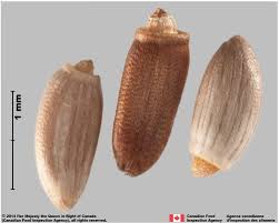 Image result for Carduus nyassanus