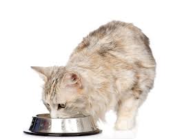 If your dog is prone to epileptic. Recipe How To Add Moisture To Your Cat S Dry Food Two Crazy Cat Ladies