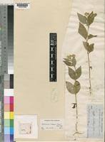 Image result for Bothriocline longipes