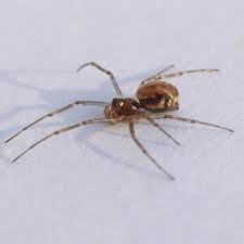 我々のpuppy またはkitten games をみて、小さな動物を大事にしてください。 私たちは必要なのが愛でしょう？ まだソウルメイトに会えなかったり、孤独を感じている場合は、love. å®¶ èœ˜è›› å°ã•ã„ HÅmuaidea