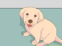 3 Ways To Cope After The Death Of A Pet - Wikihow