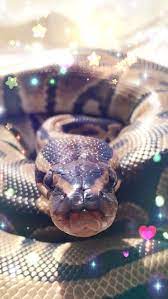 Ball Python Wallpaper Cutest Animal Ever If You Ask Me Pet Snake Ball Python Snake Photos