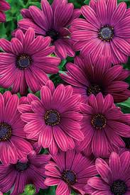 Image result for Osteospermum