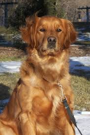 No golden retrievers are known to have genetic disorders and other diseases. Amber Our Mother Golden Retriever Akc Companion Dog And Therapy Dog Golden Retriever Therapy Dogs Companion Dog